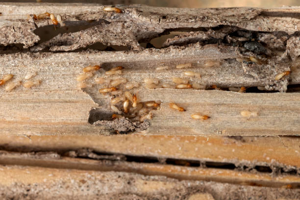  Treasure Lake, PA Pest Control Pros
