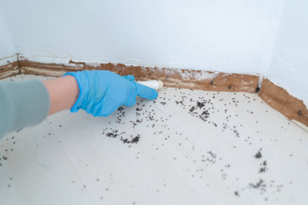 Best Flea Control Services  in Treasure Lake, PA